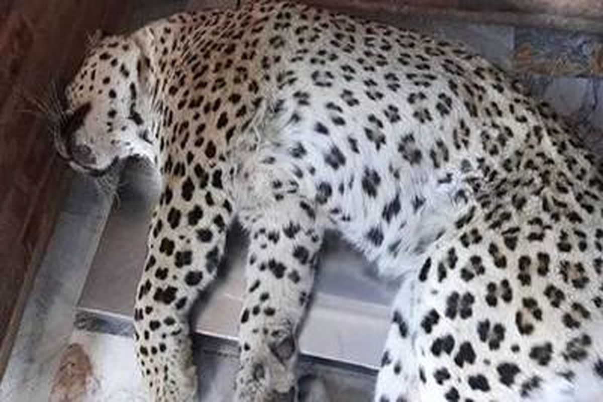 پلنگ سرگردان قائم شهر تلف شد!