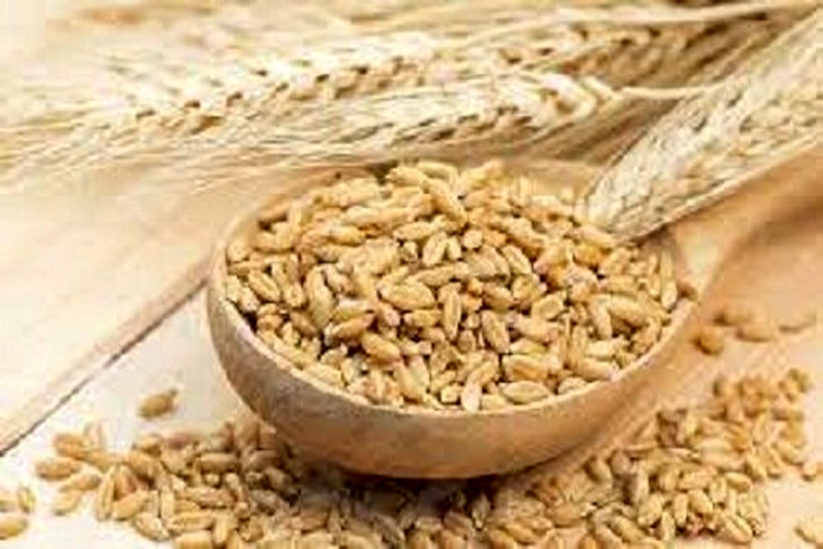 خواص شگفت‌انگیز «جو» را بشناسید