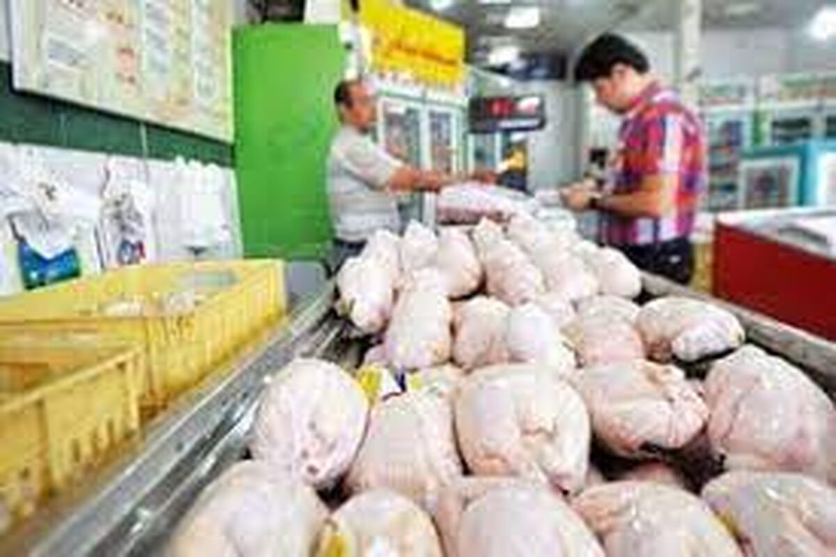 قیمت مرغ باید افزایش یابد!