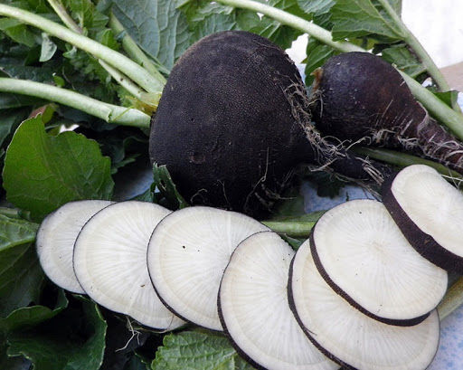 برداشت ترب بزرگ ۲/۵ کیلویی در مازندران+عکس