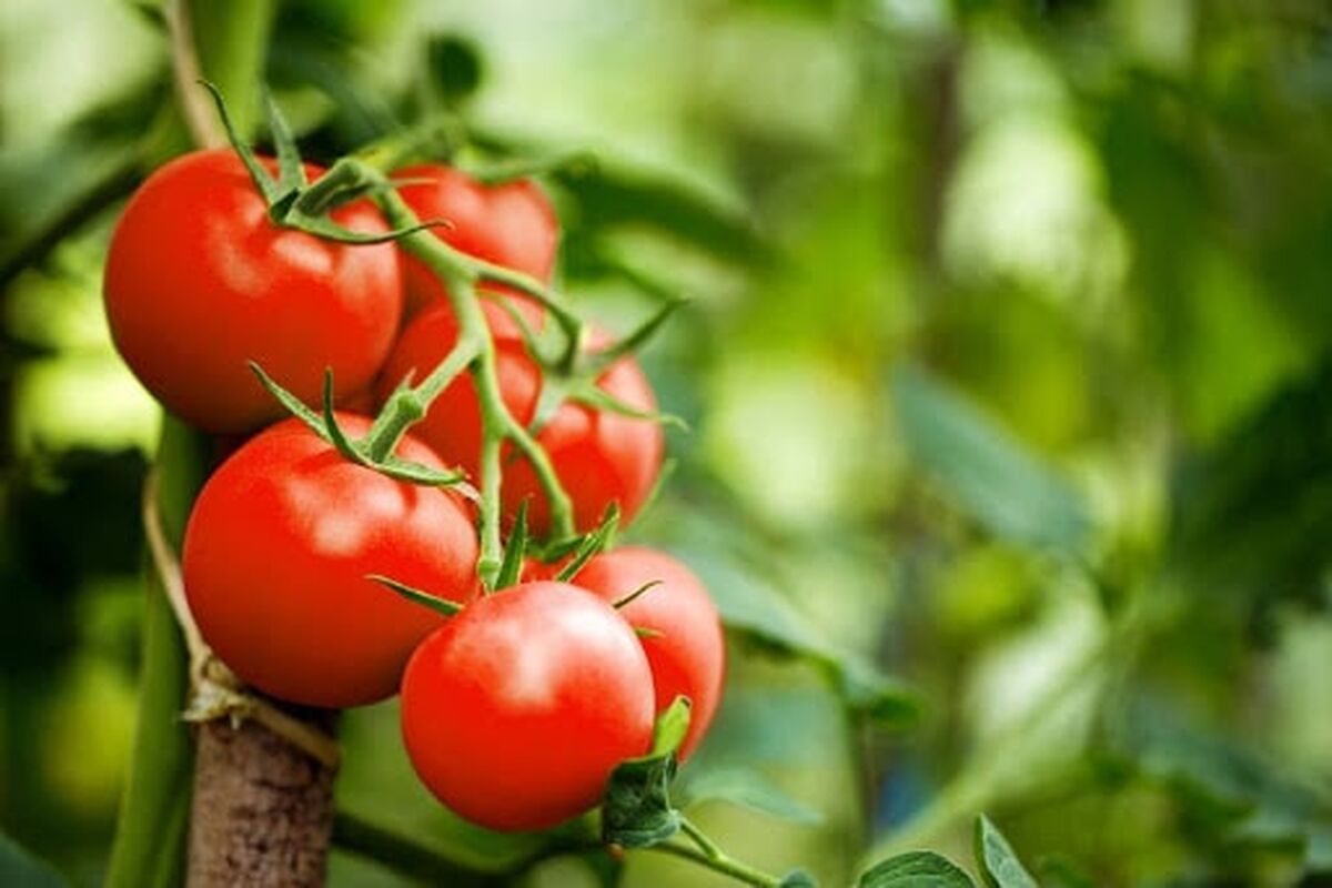 آقایان بالای 45 سال باید روزانه یک عدد گوجه فرنگی بخورند