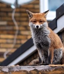 علت هجوم روباه‌ها به تهران