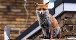 علت هجوم روباه‌ها به تهران