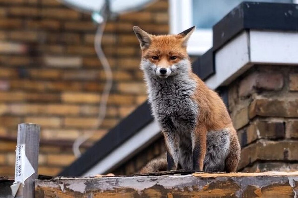 علت هجوم روباه‌ها به تهران