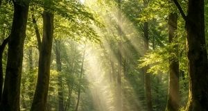 آیا درختان درد را می‌فهمند؟