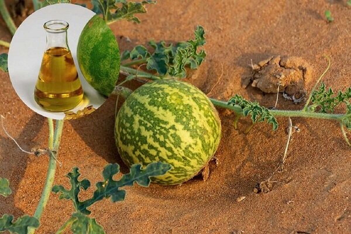 خواص دارویی روغن حنظل