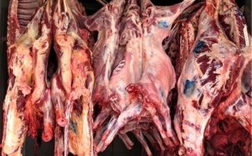 جزئیات تکان دهنده پرونده کشف ۳ تن گوشت الاغ در تهران