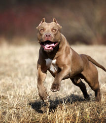 رابطه شیطانی زن جوان با سگ خانگی اش/ زن هوس باز حامله شد + عکس