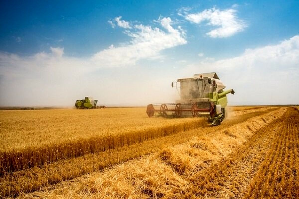 افزایش ۵۶ درصدی قیمت گندم در یک سال اخیر
