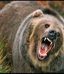 لحظه شوکه کننده پرت کردن دختر ۳ ساله به قفس خرس وحشی به دست مادرش/ مادر سنگدل خونسردانه نظاره گر ماجرا بود