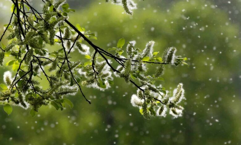 ۸ راه طبیعی برای جلوگیری از حساسیت بهاری
