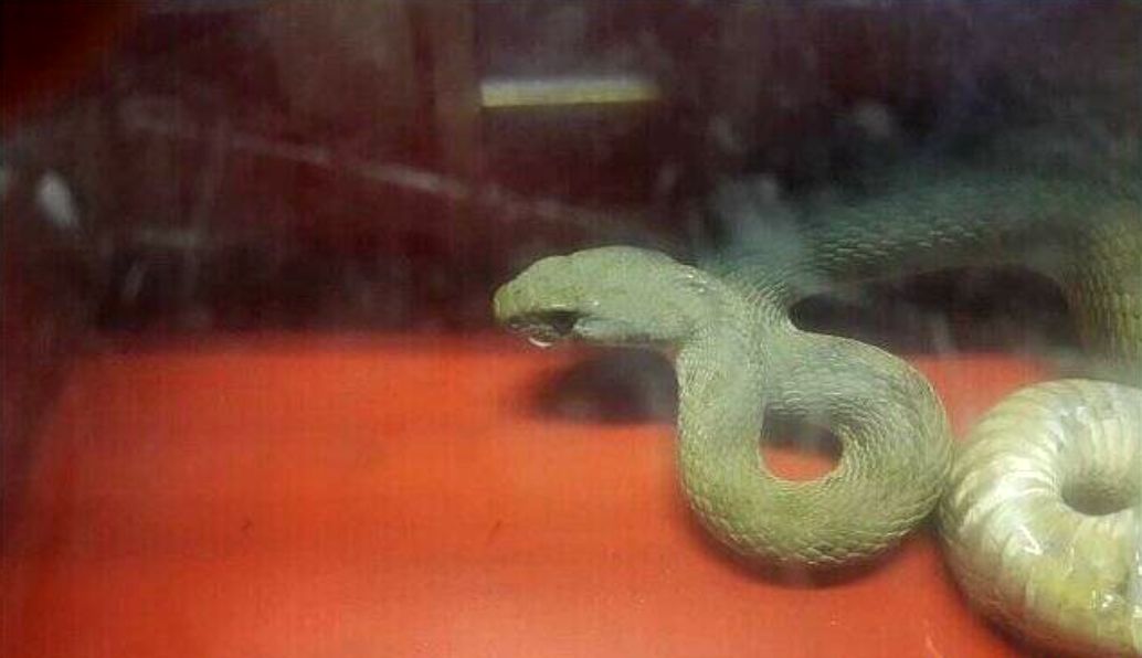 ورود وحشتناک 2 مار یک متری به انبار مغازه‌ای در تهران+عکس