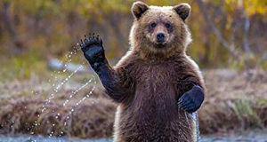 اشتباه عجیب گردشگر حین غذا دادن خرس ها! +فیلم