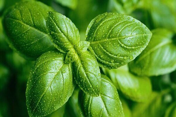 آشنایی با خواص گیاه معطر ریحان