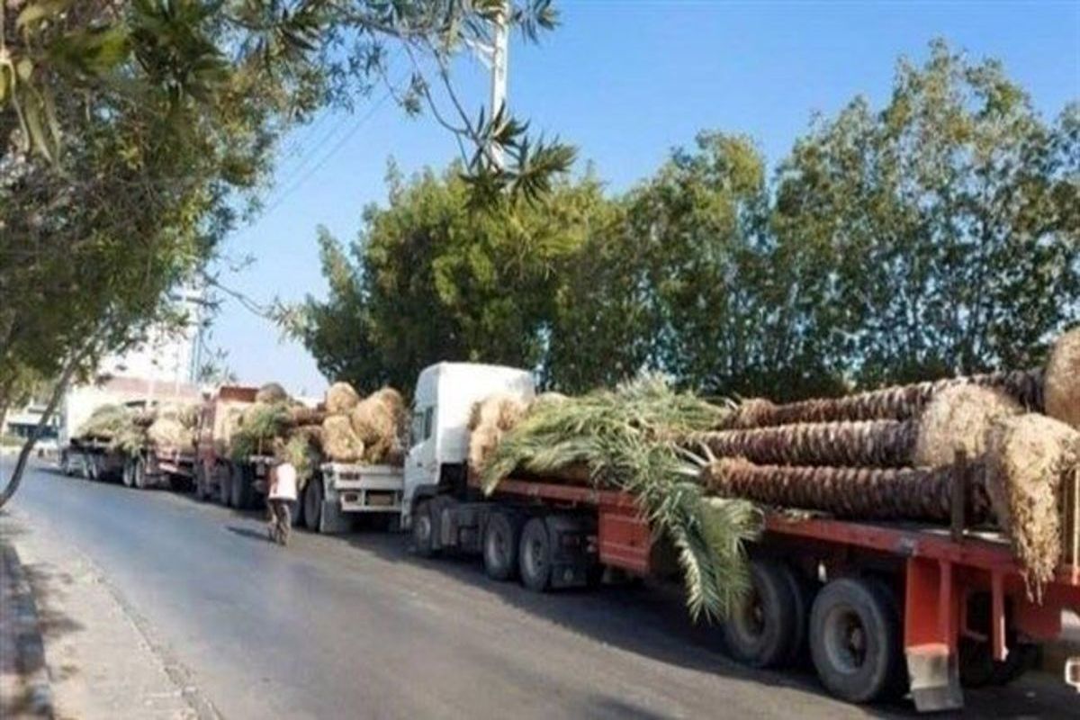 دلیل برگشت نخل‌های صادر شده به قطر